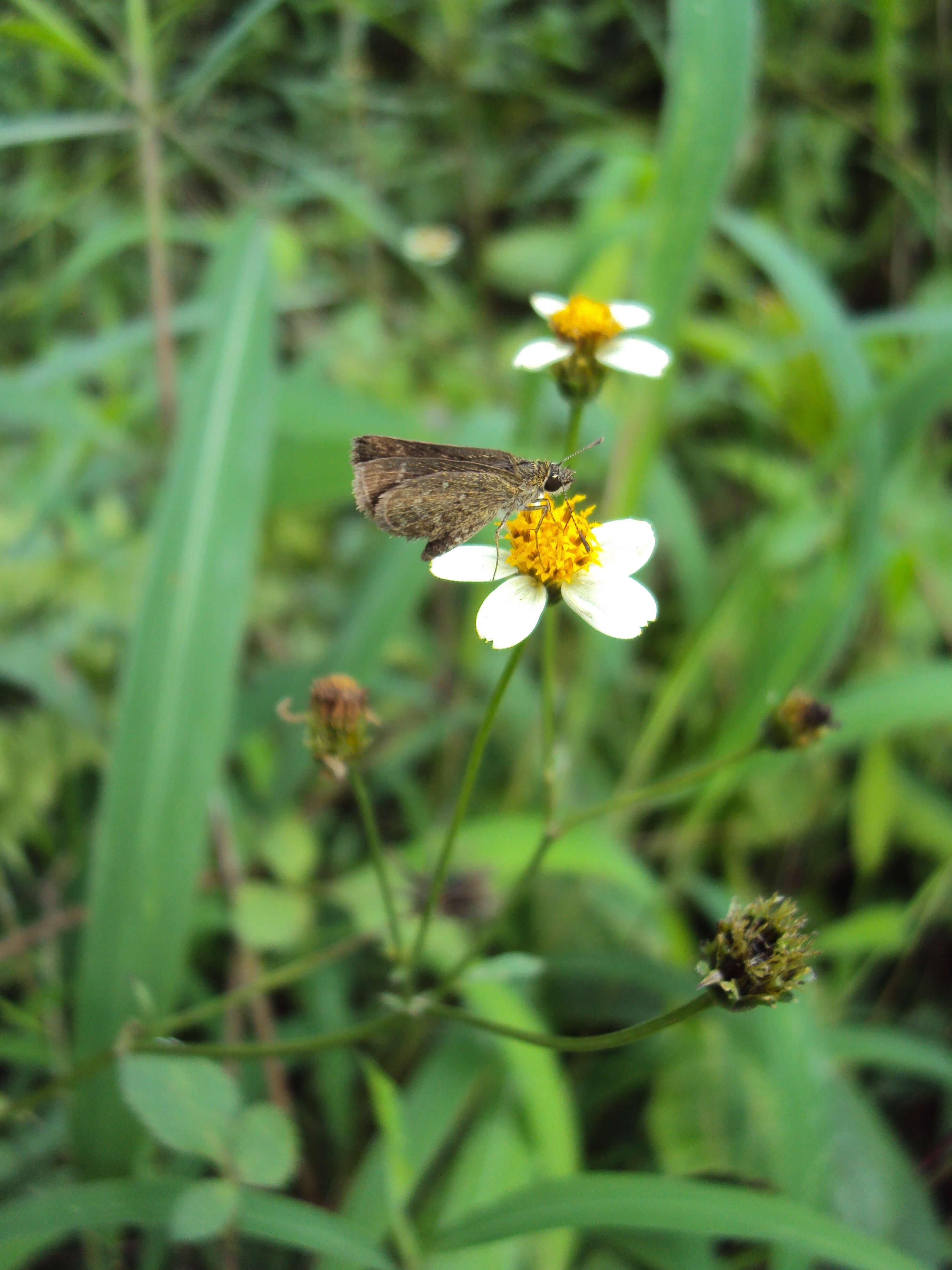 Image of Pygmy Scrub-hopper