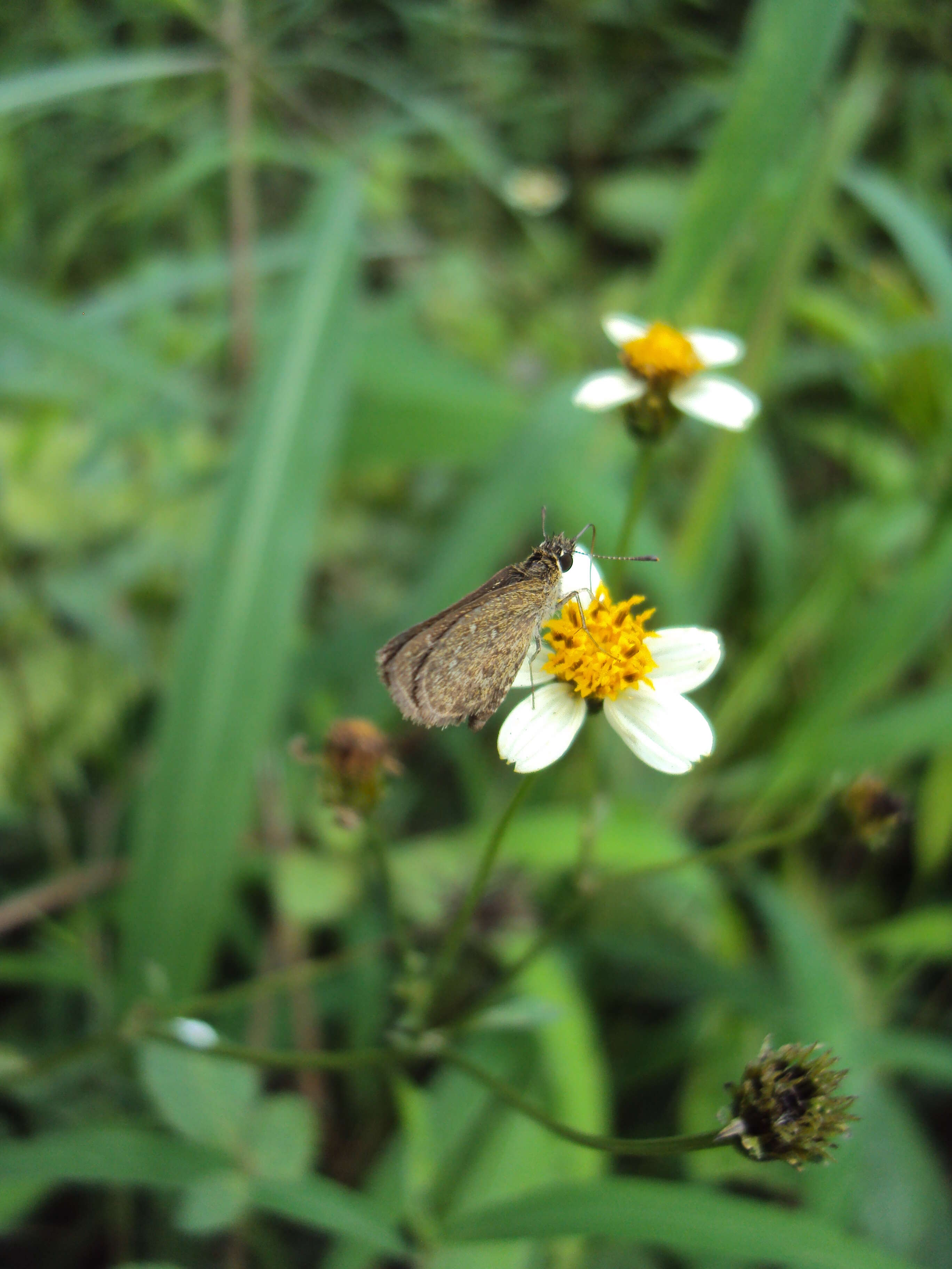 Aeromachus pygmaeus Fabricius 1775 resmi