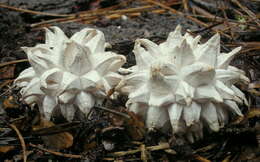 Image of Calvatia sculpta (Harkn.) Lloyd 1904