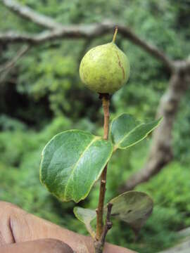 Image of Scolopia crenata (Wight & Arn.) Clos