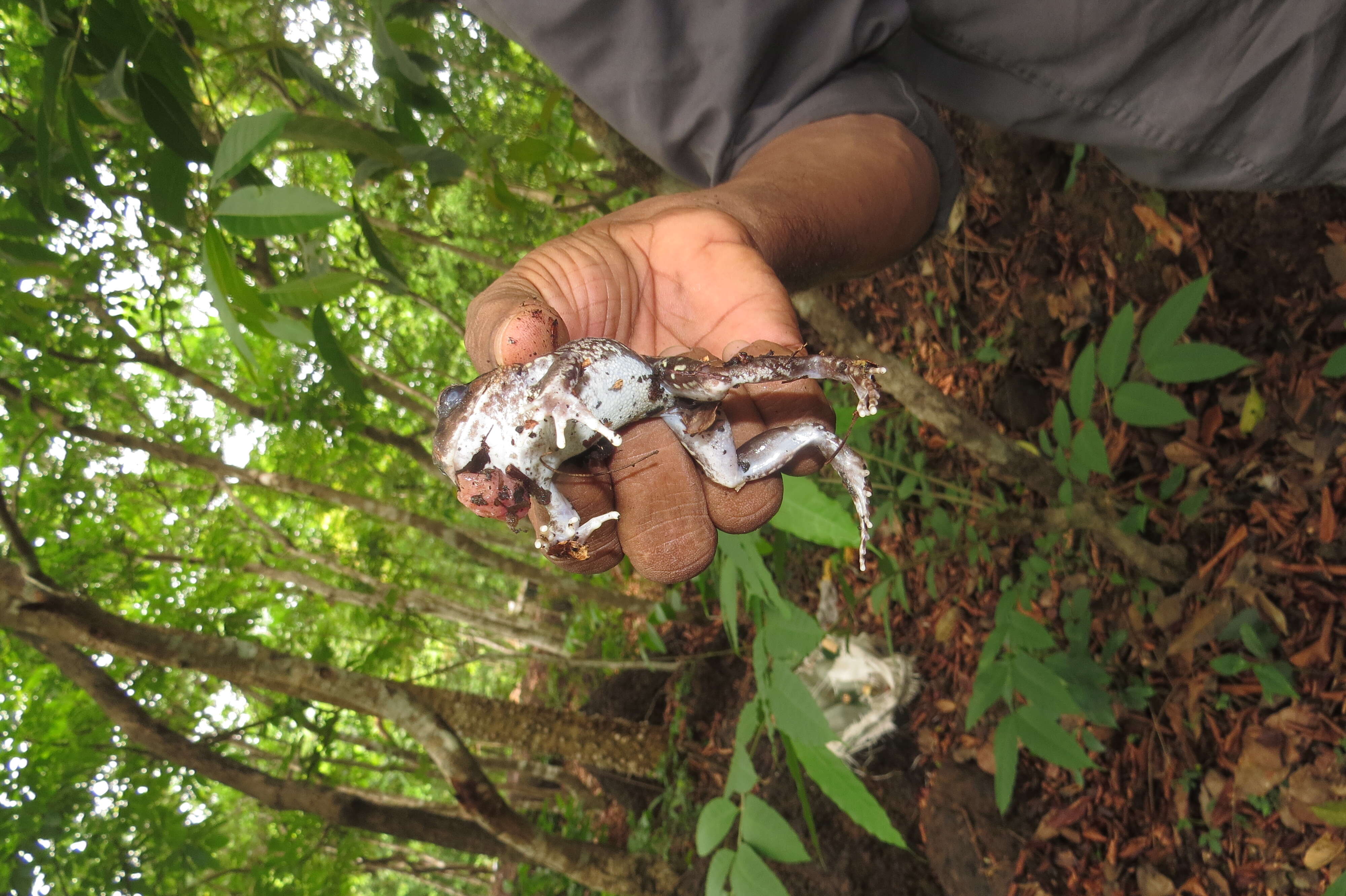 Image of Burrowing frog