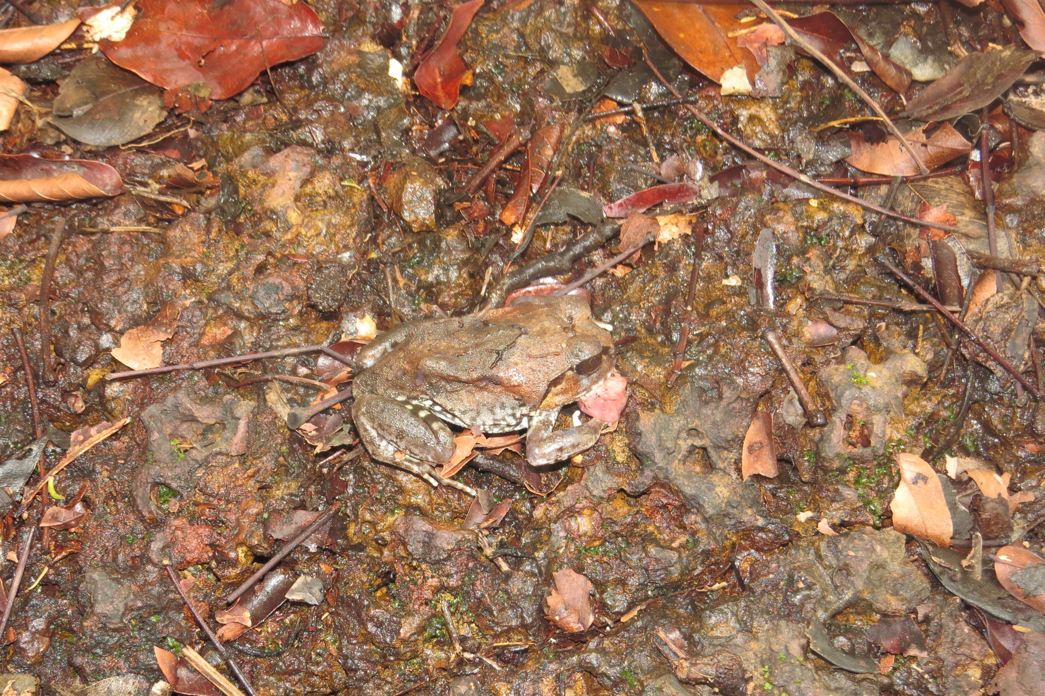 Image of Burrowing frog