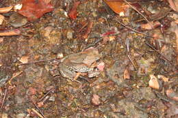 Image of Burrowing frog