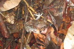 Image of Burrowing frog