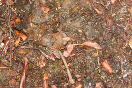 Image of Burrowing frog