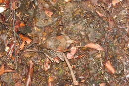 Image of Burrowing frog