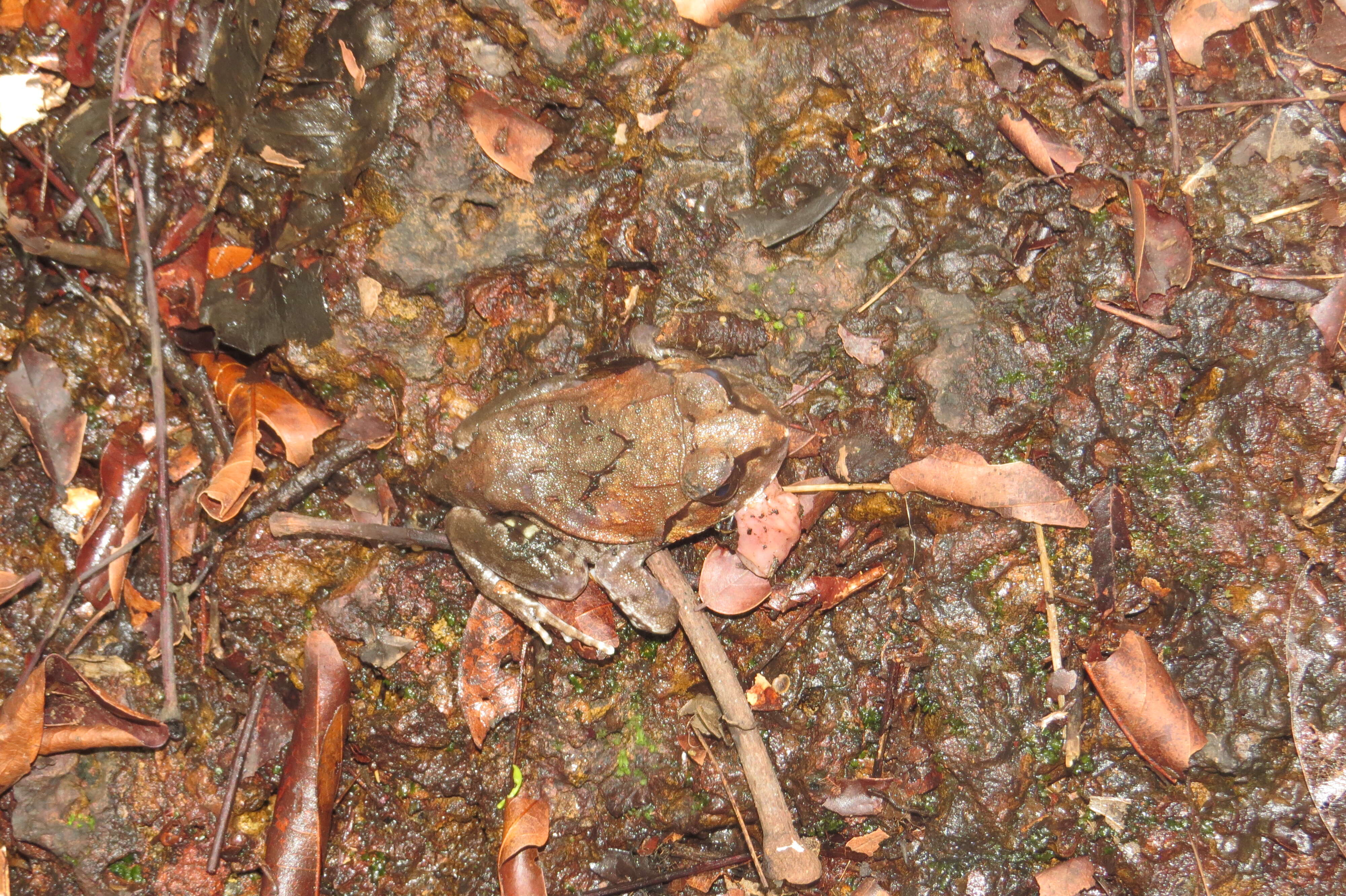 Image of Burrowing frog