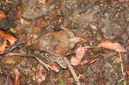 Image of Burrowing frog