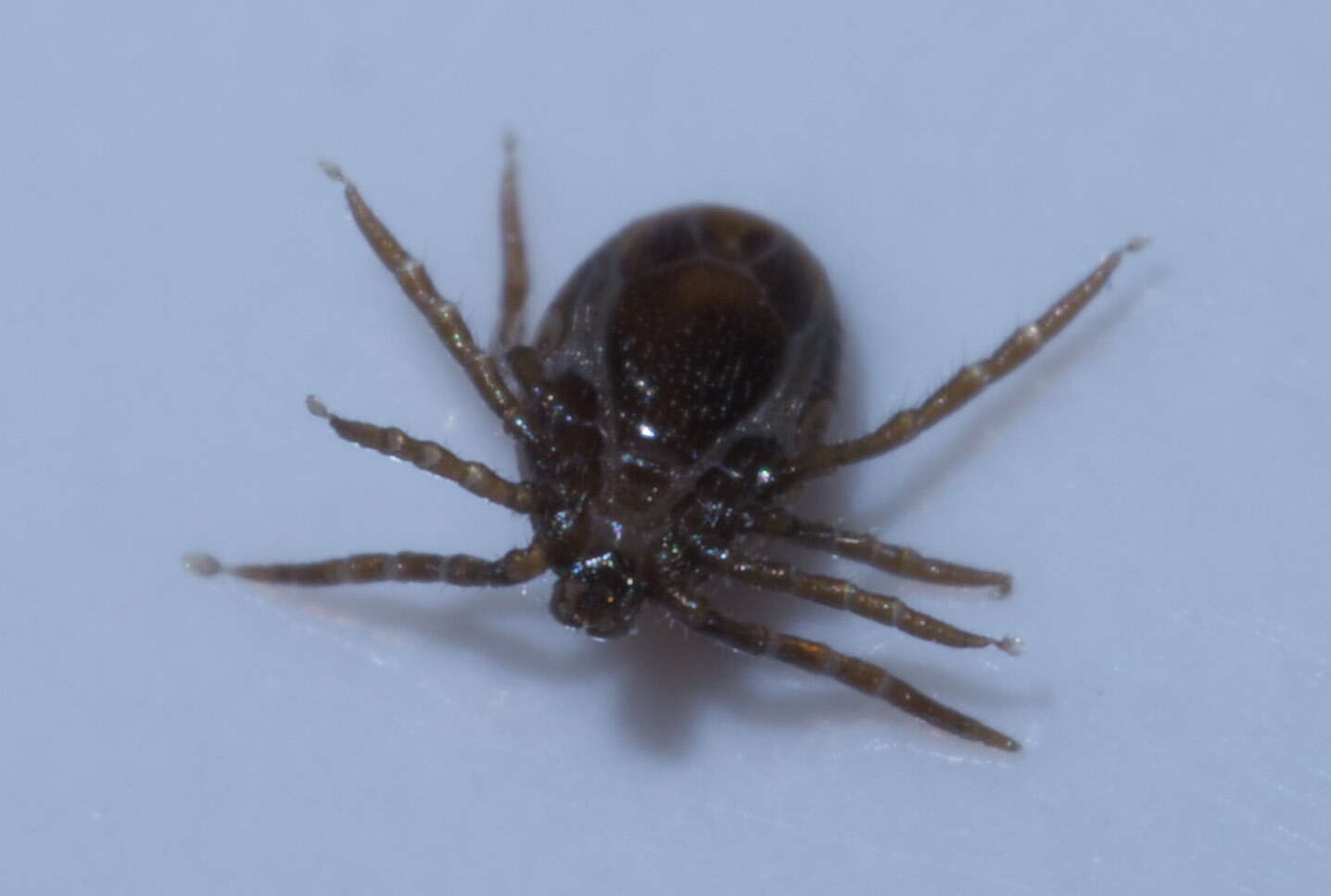 Image of ticks