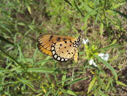 Image of Acraea terpsicore