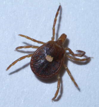 Image of Lone Star Tick