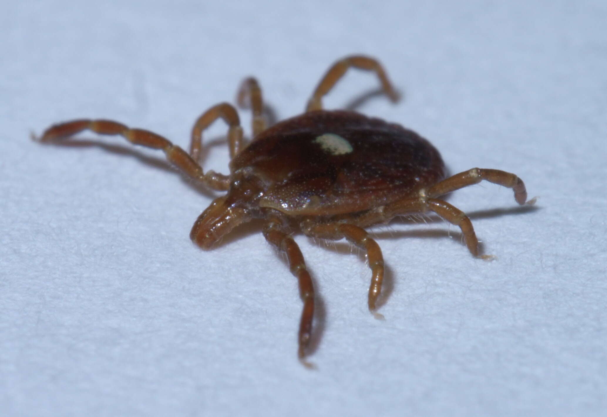 Image of Lone Star Tick