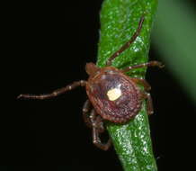 Image of Lone Star Tick