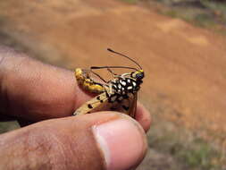 Image of Acraea terpsicore