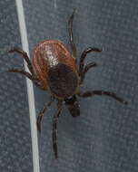 Image of Deer tick