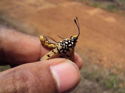 Image of Acraea terpsicore