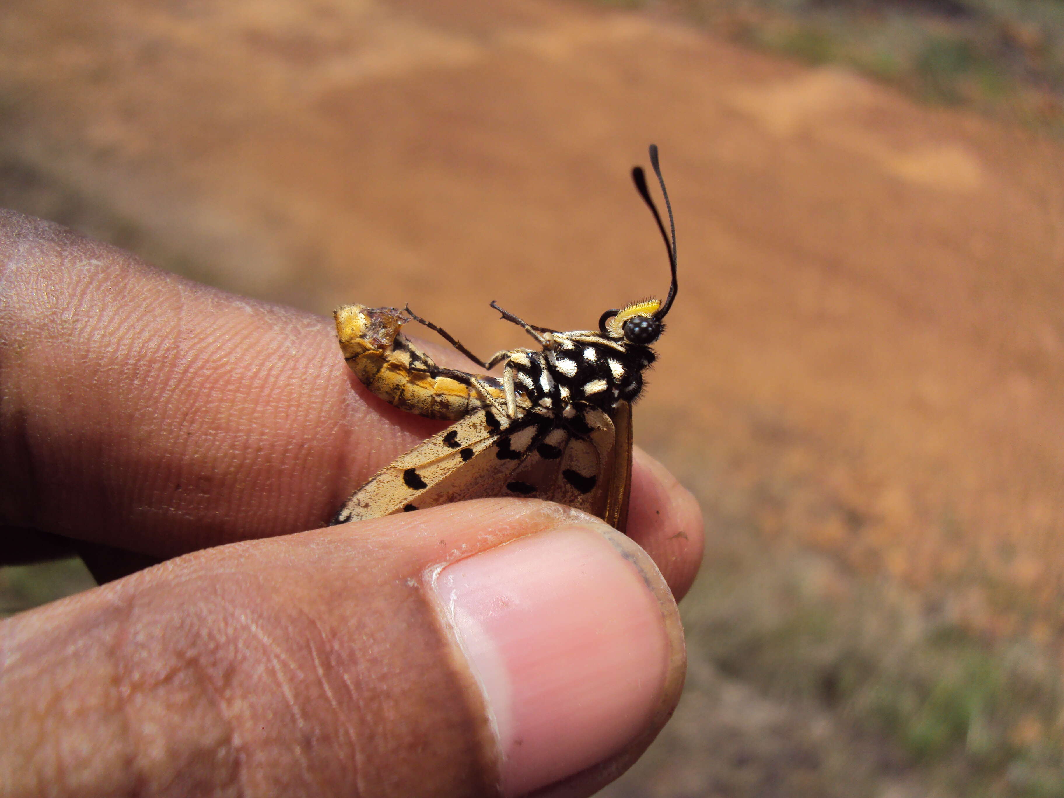 Image of Acraea terpsicore