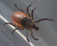 Image of Deer tick