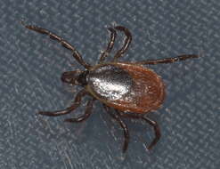 Image of Deer tick