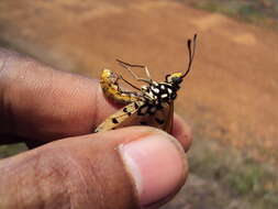 Image of Acraea terpsicore