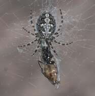 Image of Orbweaver