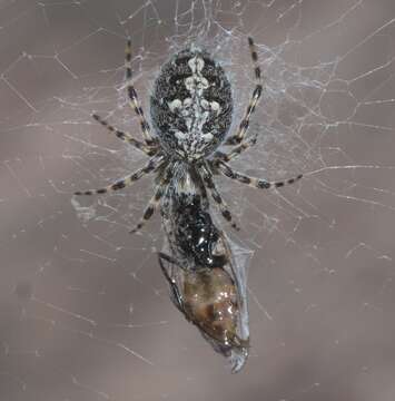 Image of Orbweaver