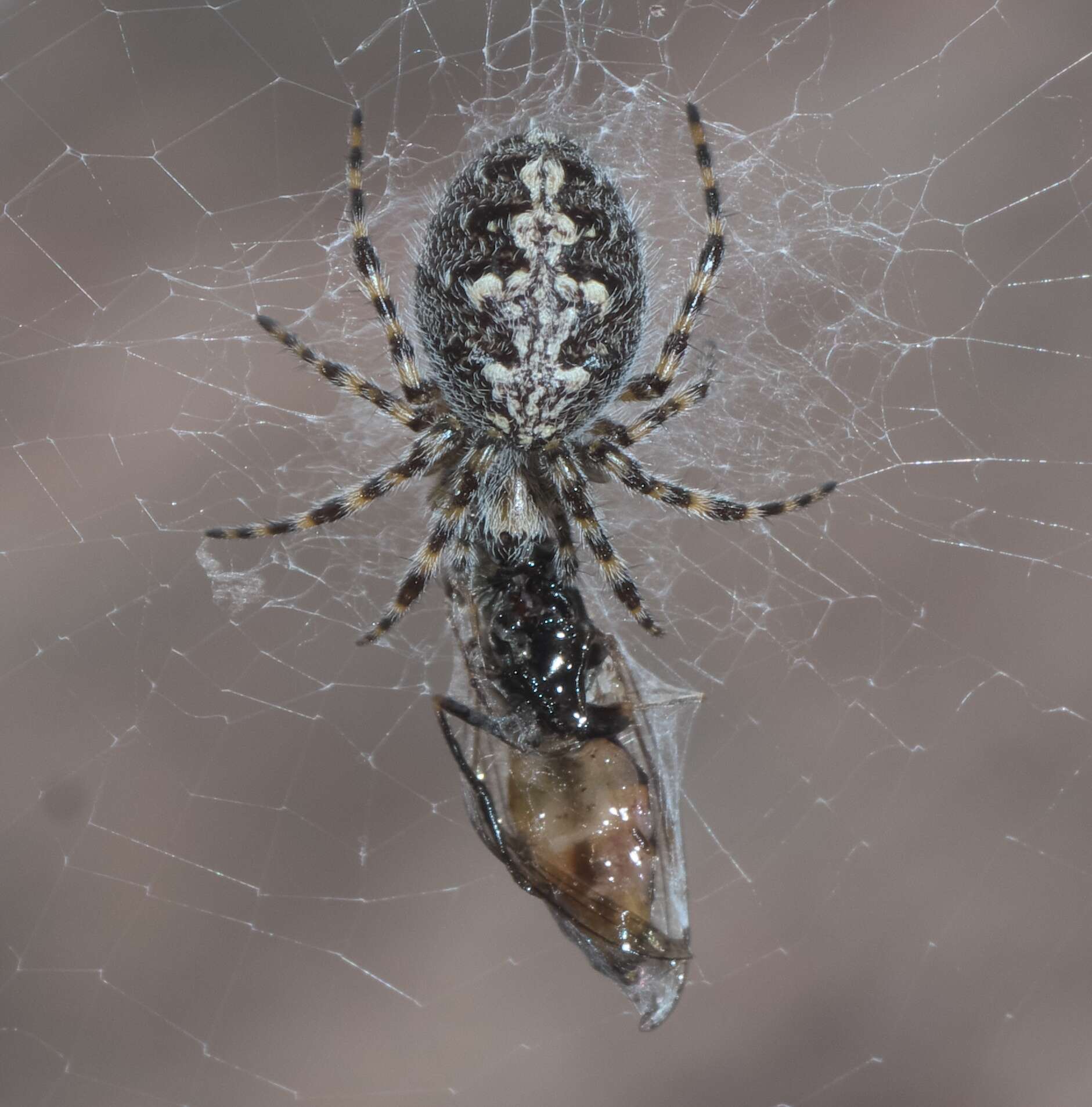 Image of Orbweaver