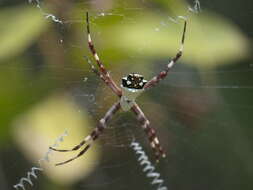 Image of Silver Argiope