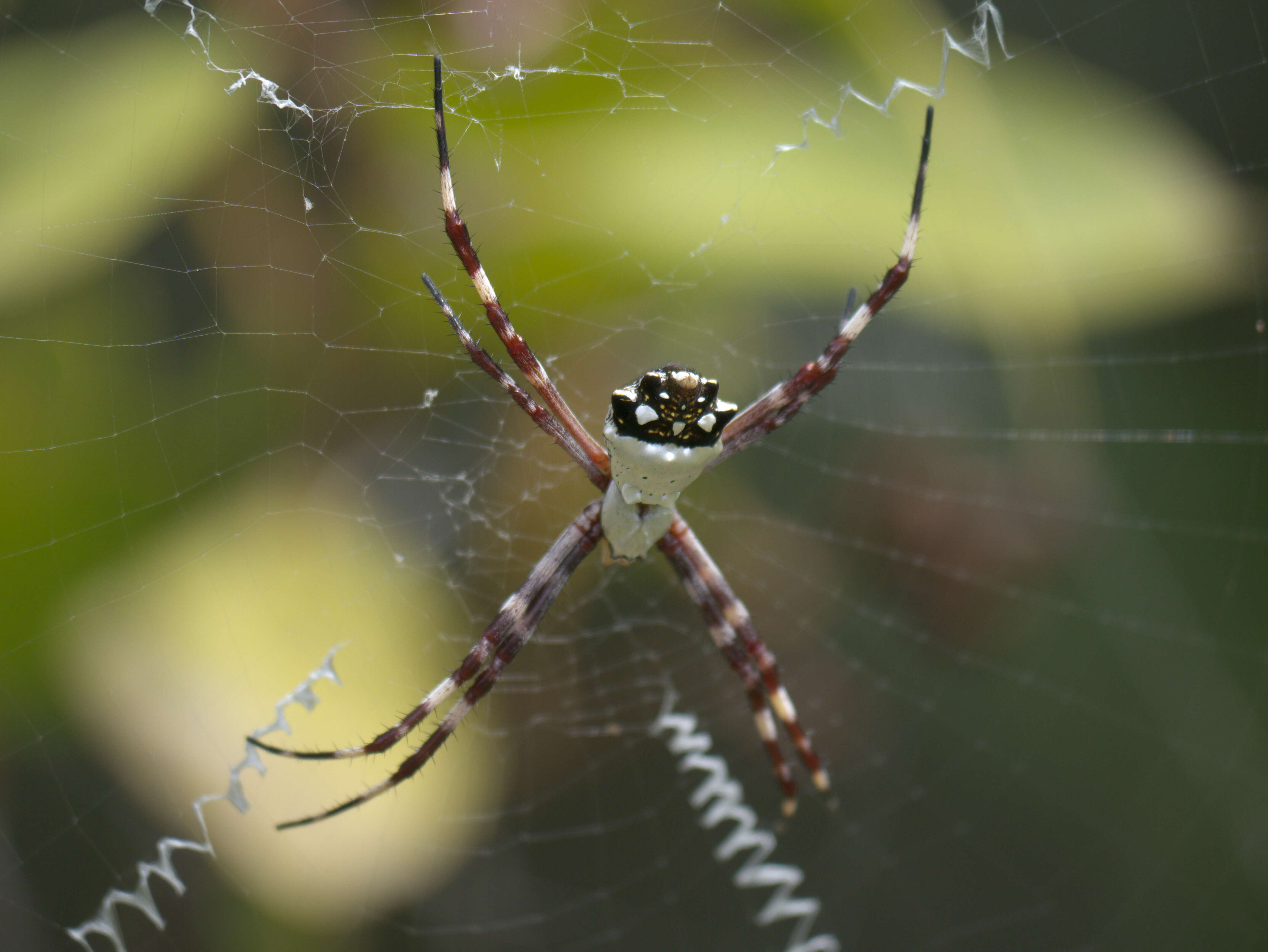 Image of Silver Argiope