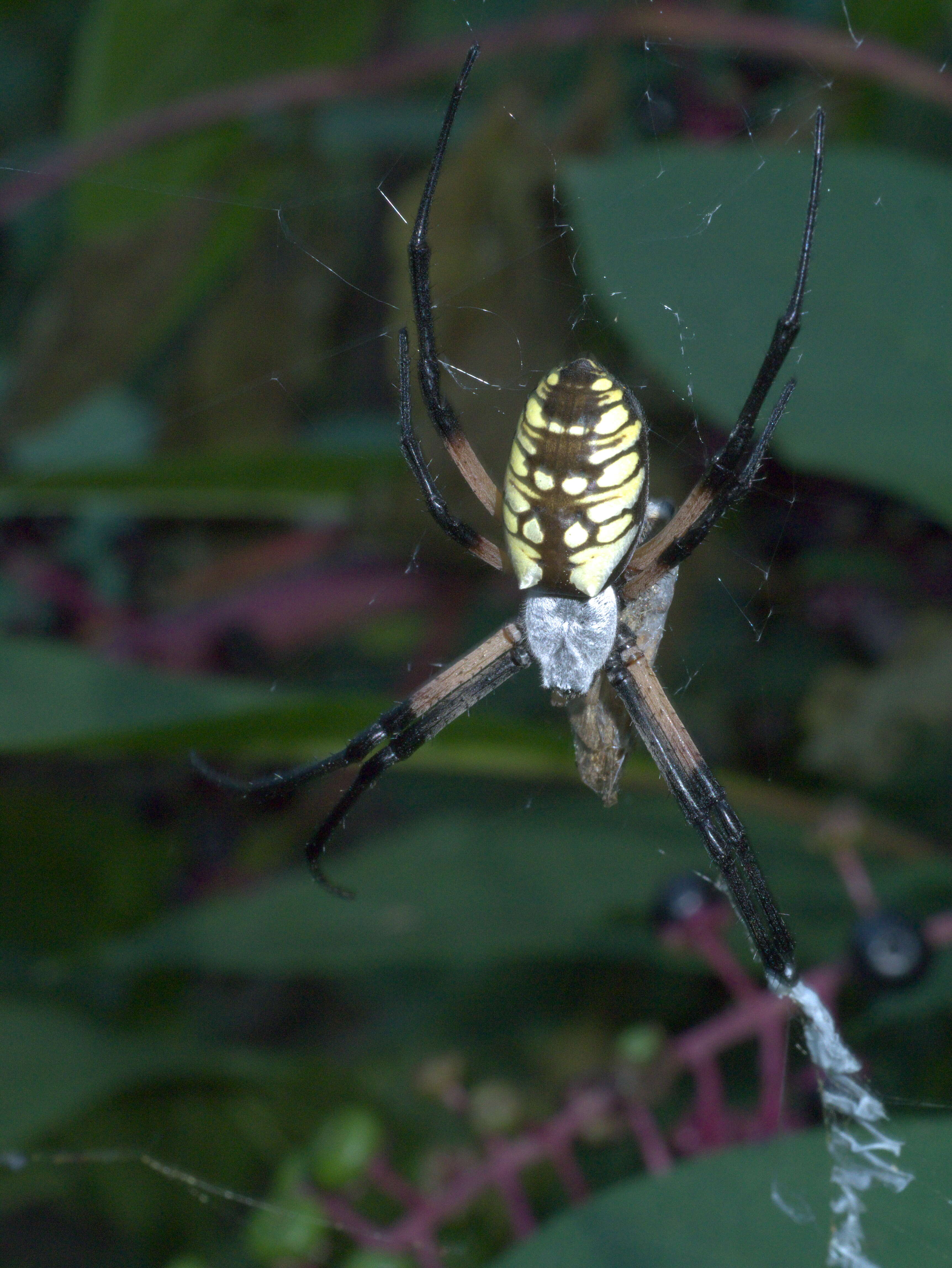 Image of Black-and-Yellow Argiope