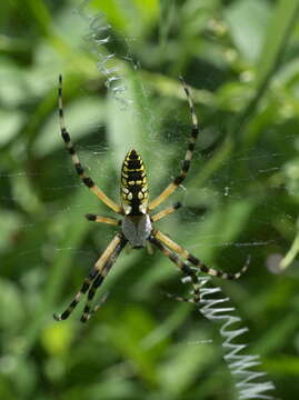 Image of Black-and-Yellow Argiope