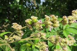 Image of Vitex altissima L. fil.