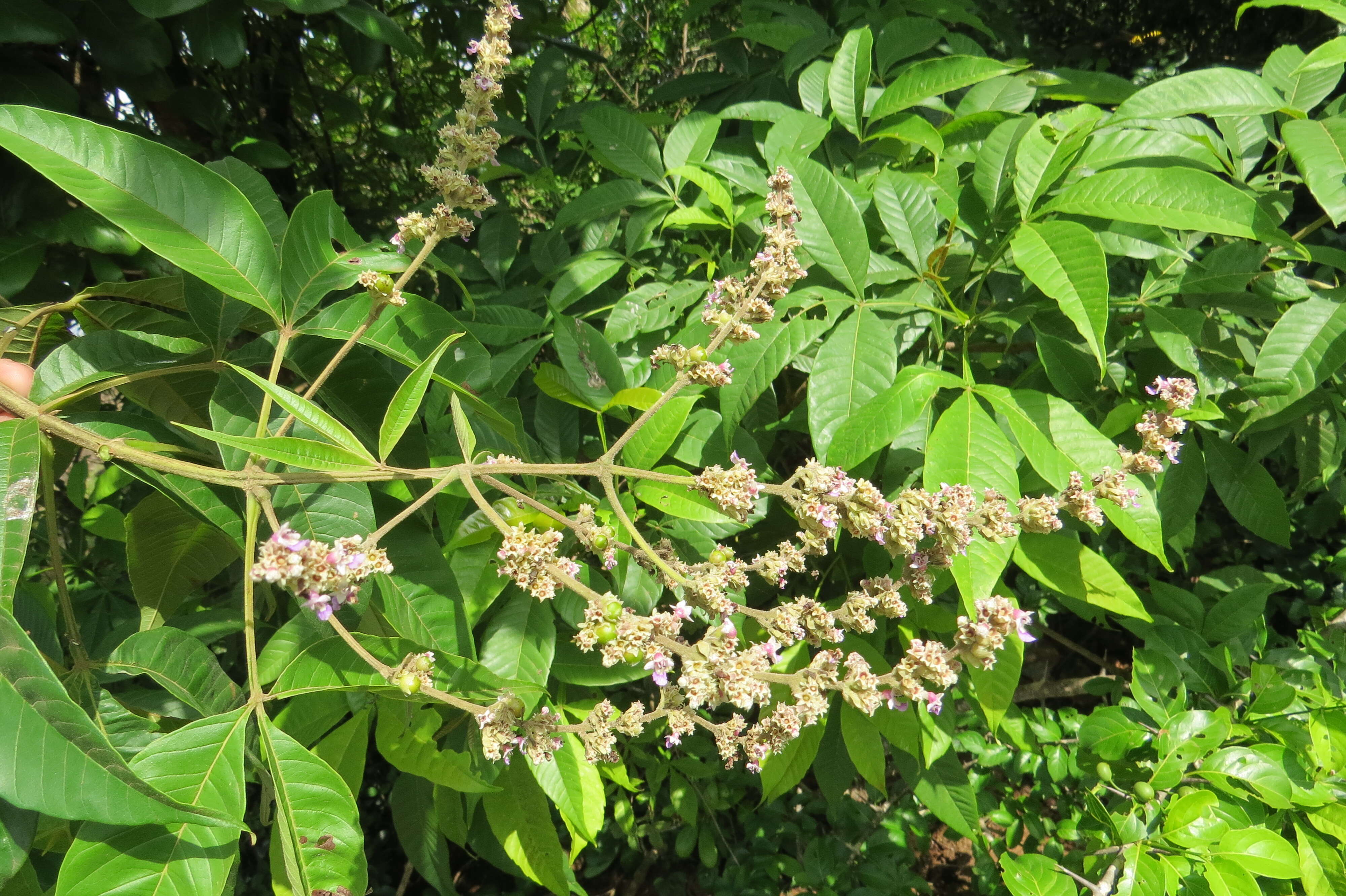 Image of Vitex altissima L. fil.