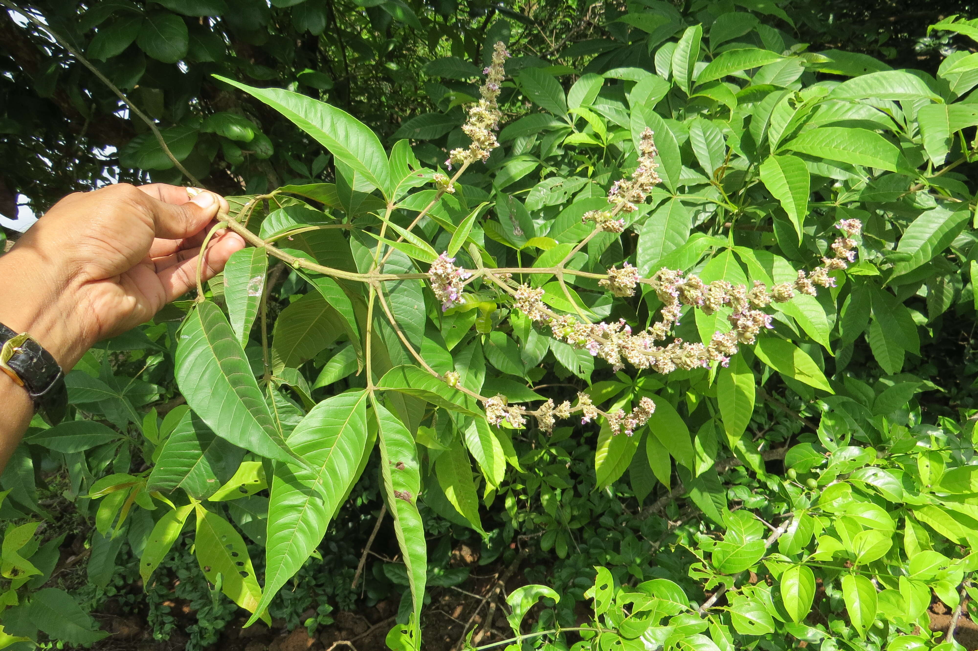 Image of Vitex altissima L. fil.