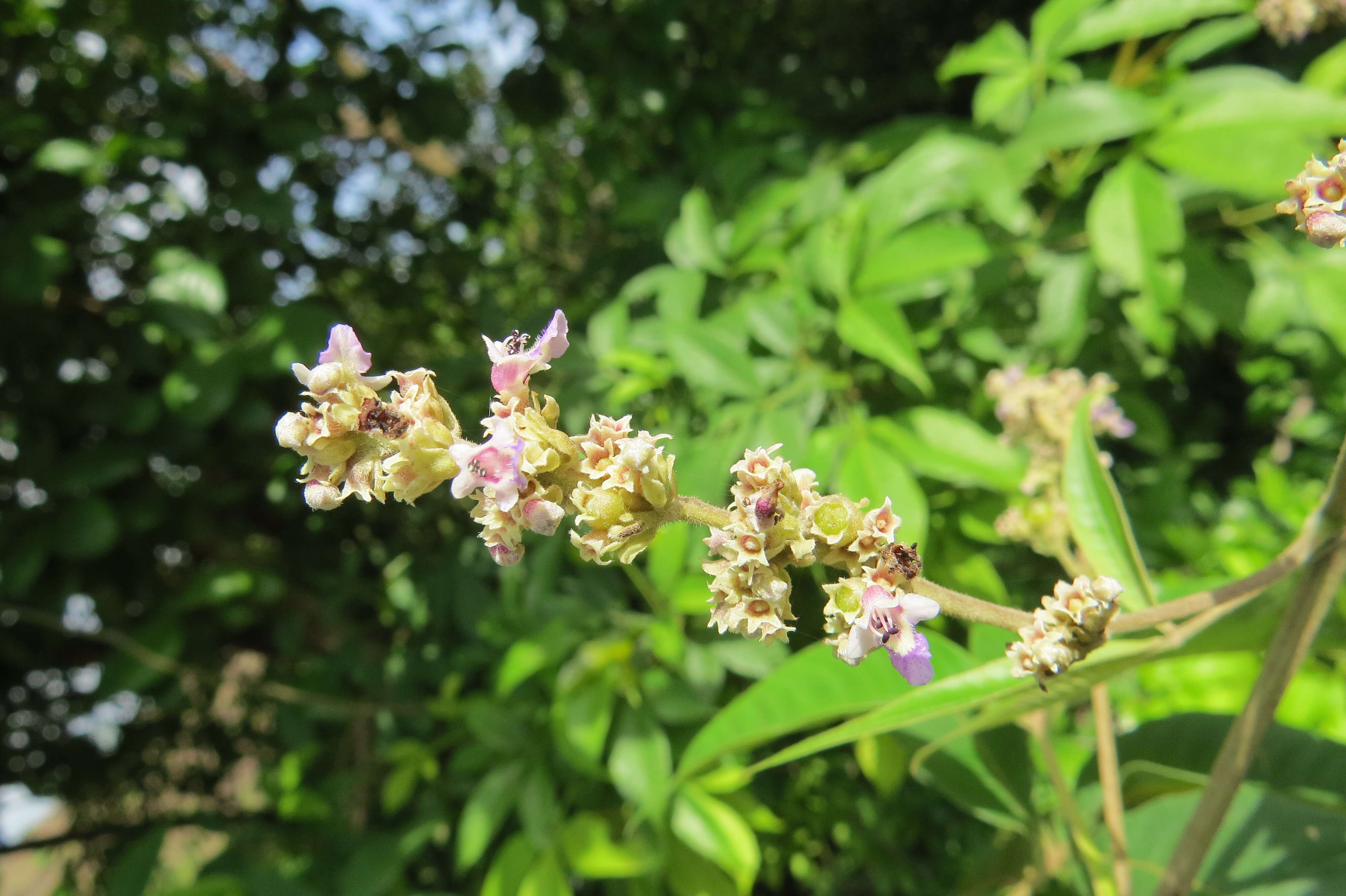 Image of Vitex altissima L. fil.