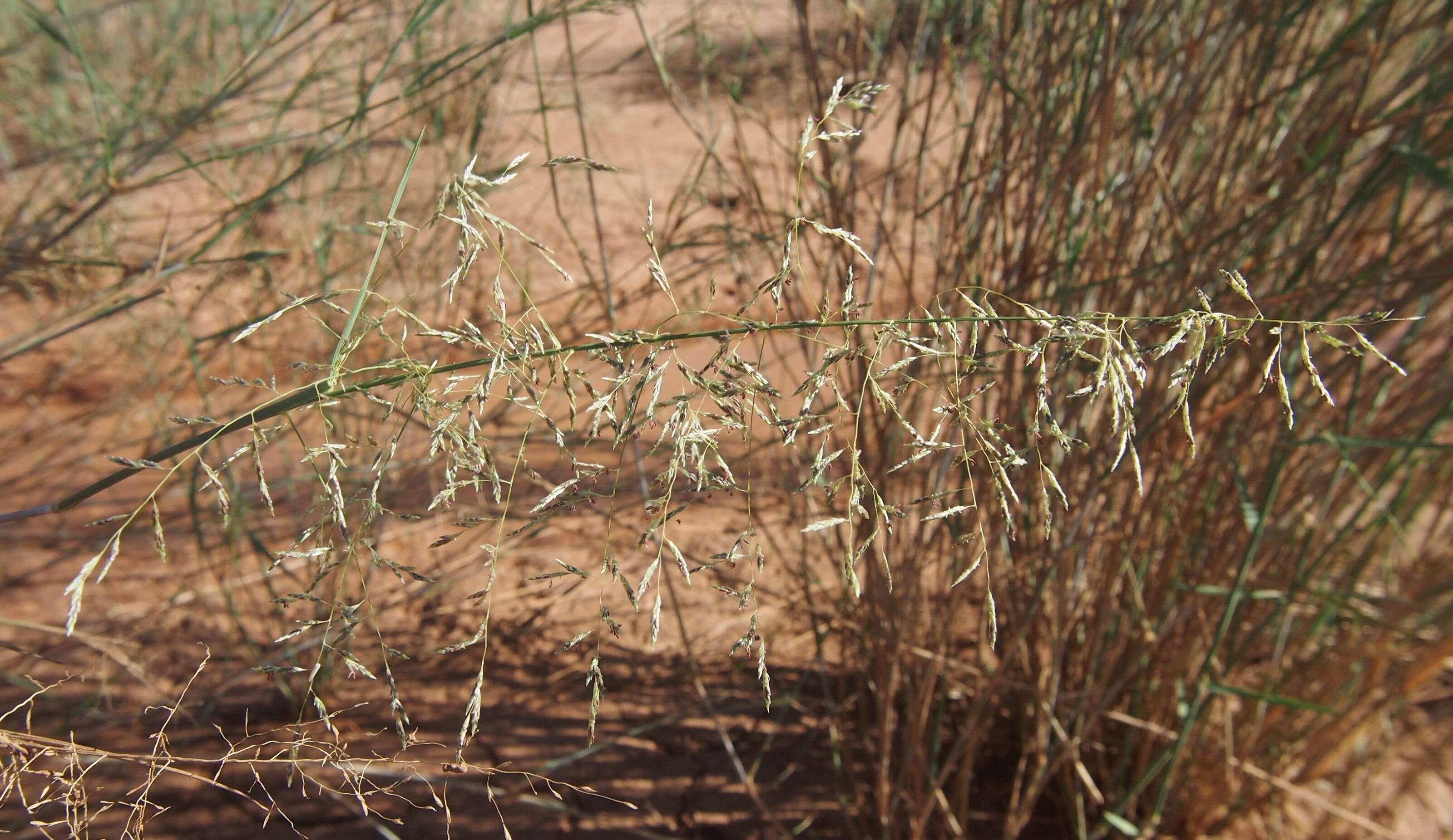 Image of Eragrostis australasica (Steud.) C. E. Hubb.