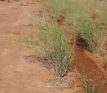 Image of Eragrostis australasica (Steud.) C. E. Hubb.