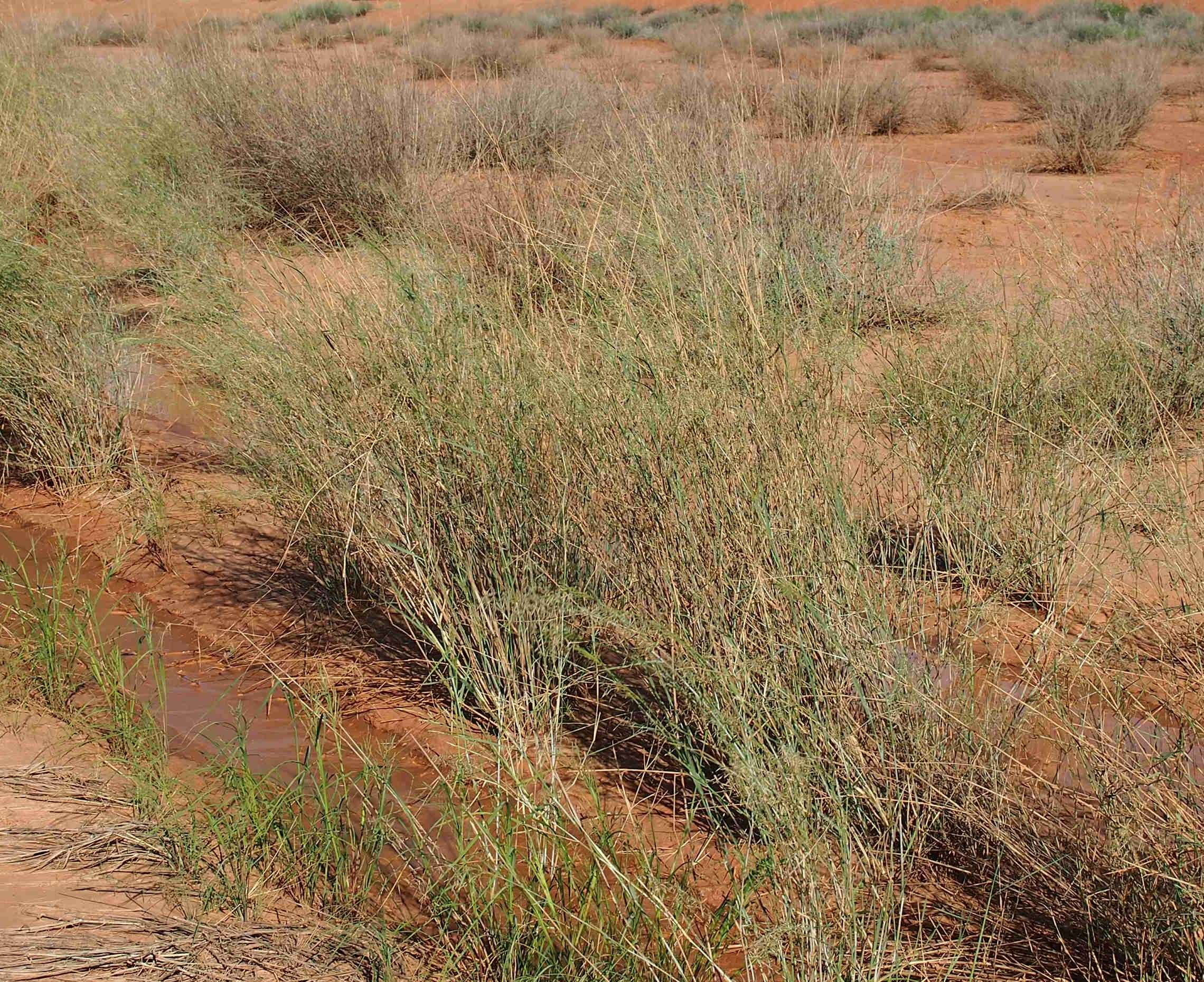 Image of Eragrostis australasica (Steud.) C. E. Hubb.