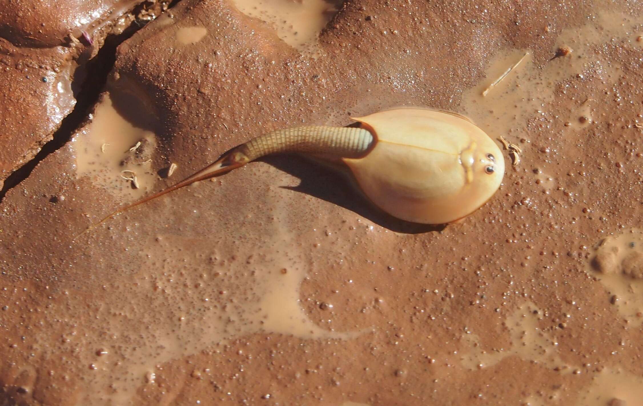 Image of Triops australiensis (Spencer & Hall 1896)