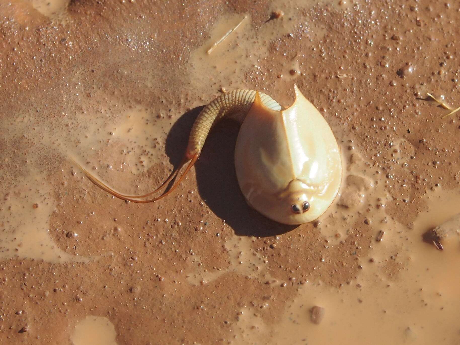 Image of Triops australiensis (Spencer & Hall 1896)