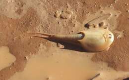 Image of Triops australiensis (Spencer & Hall 1896)