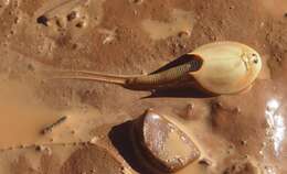 Image of Triops australiensis (Spencer & Hall 1896)