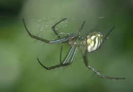 Image of Lined Orbweaver