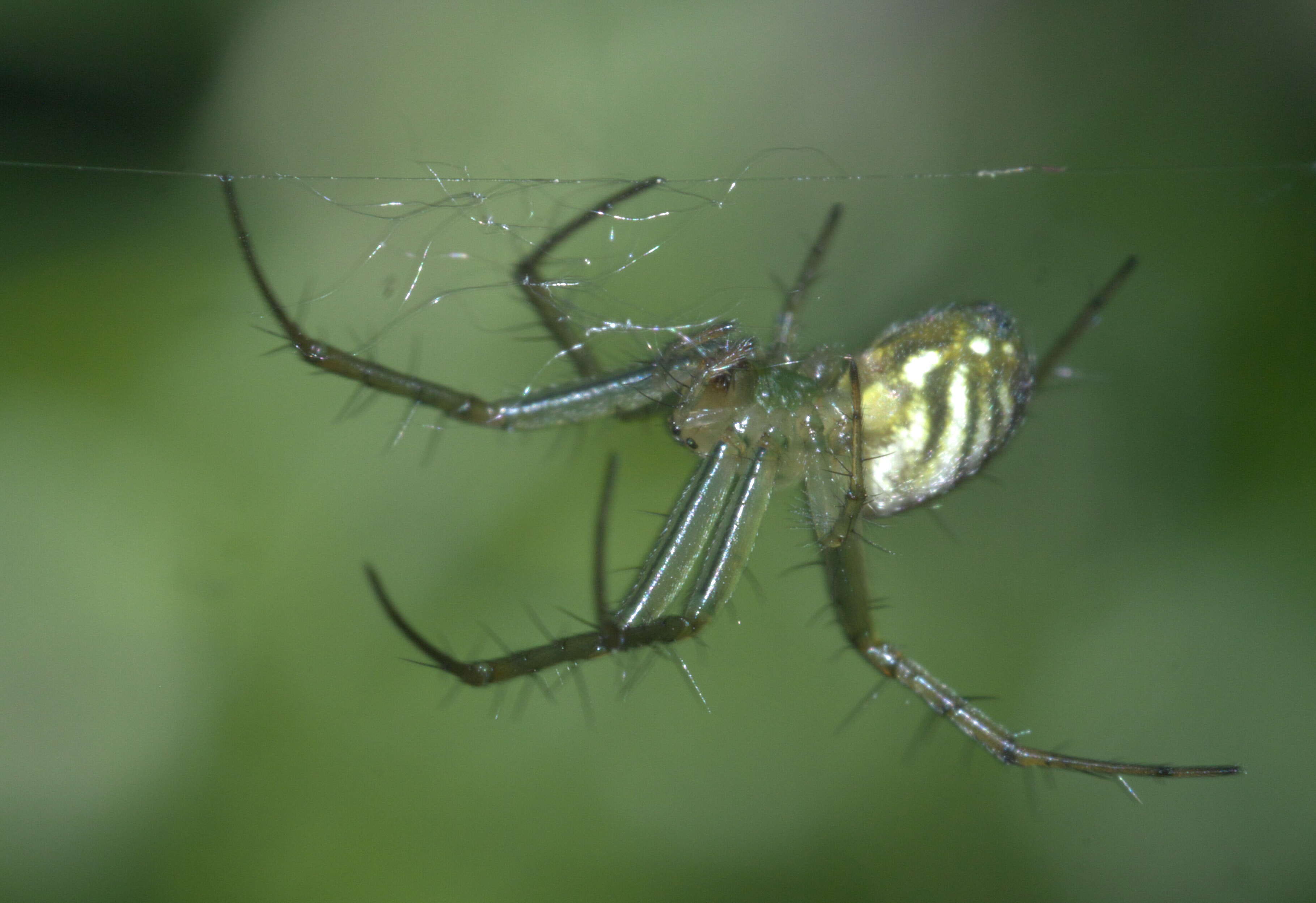 Image of Lined Orbweaver