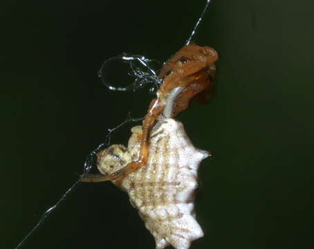 Image of Spined Micrathena