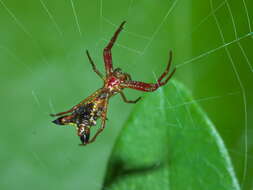 Image of Arrowshaped Micrathena