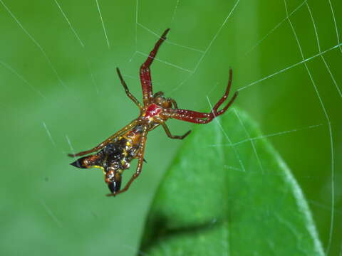 Image of Arrowshaped Micrathena