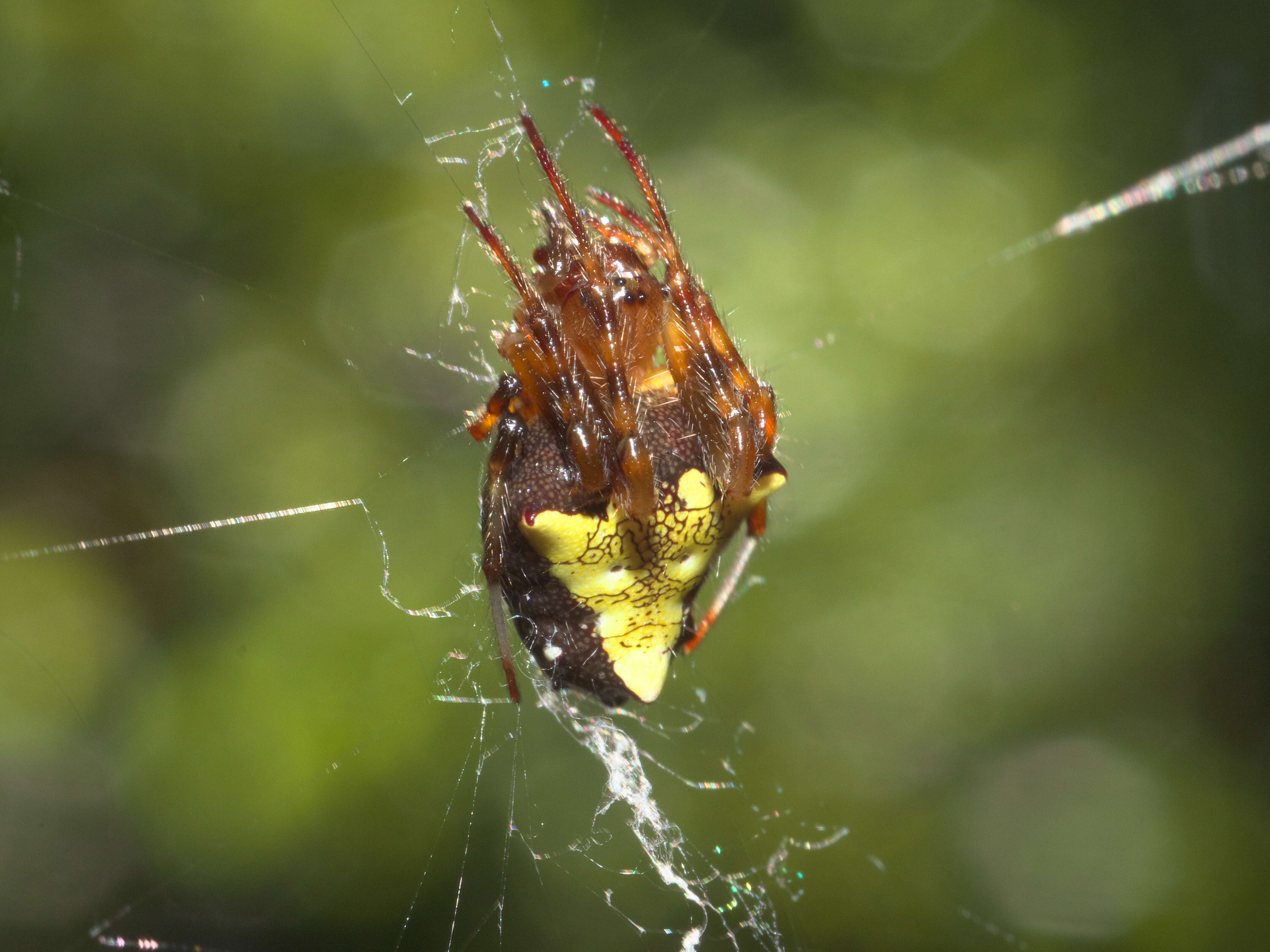 Image of Arrowhead Spider