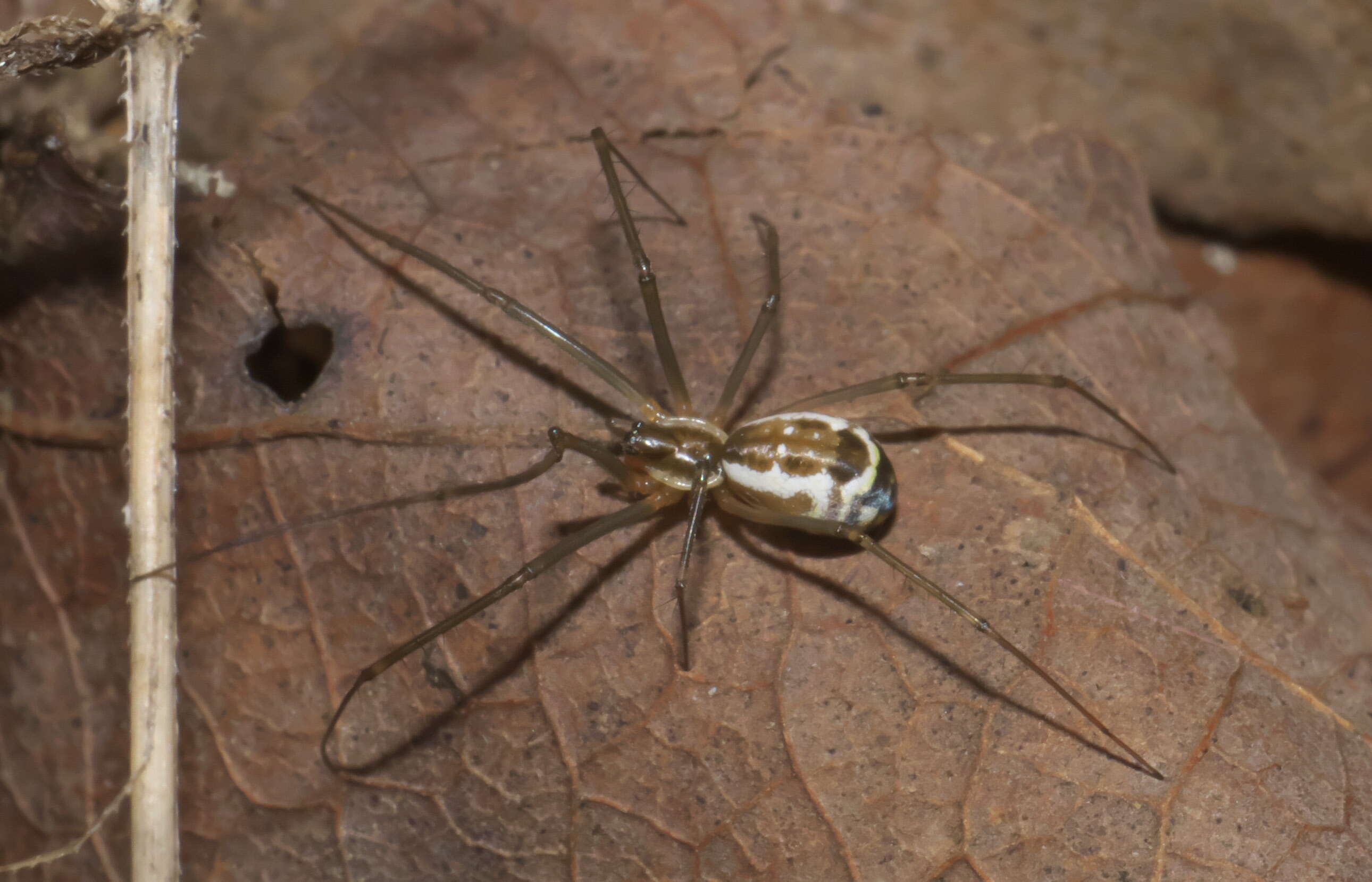 Image de Neriene radiata (Walckenaer 1841)