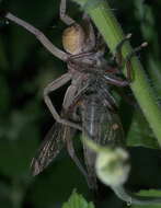 Image of Rabid Wolf Spider